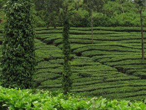 best travel agent in Kausani
