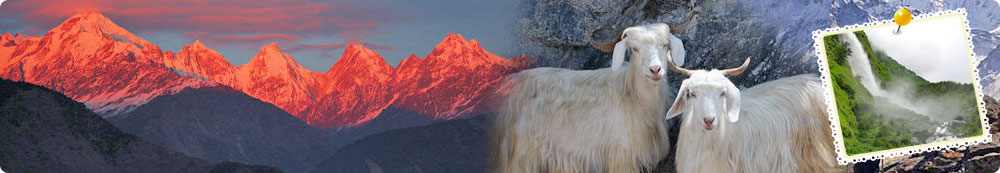 munsiyari best travel company