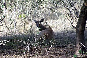 jim corbett national park Tourism, Hotels Resorts Jim Corbett