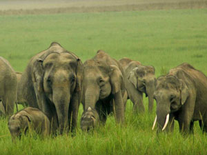 jim corbett national park best travel agent